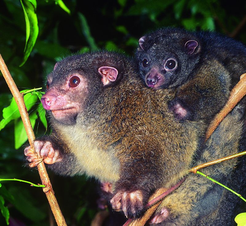 Brown possum and its baby in a tree at night.
