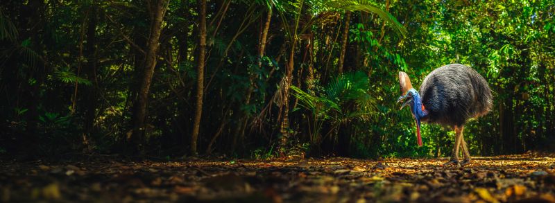 Cassowary in the rainforest