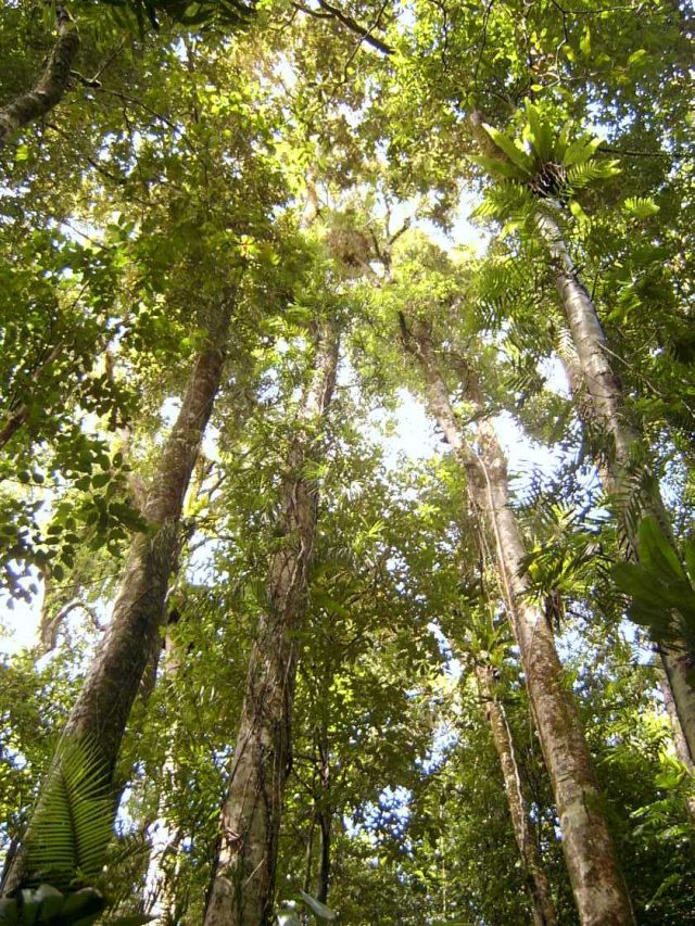 Tall trees in a forest.