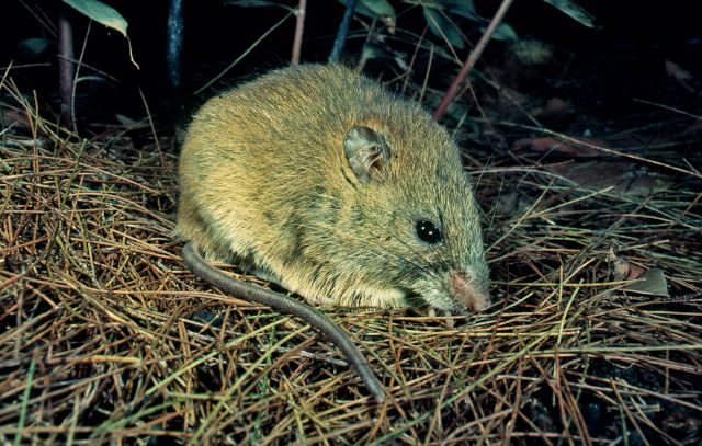 Rat-like animal on grass