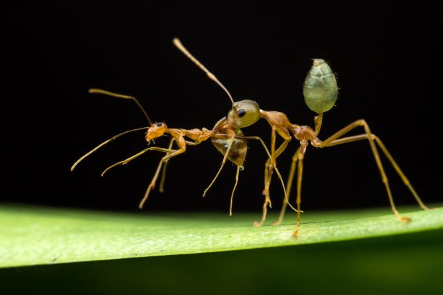 Yellow crazy ant and a green ant.