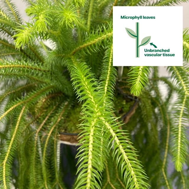 Bushy fern in a pot.