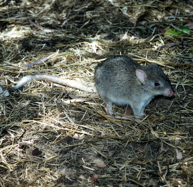 Small grey rodent on forest floor.