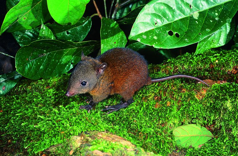 Small brown rodent on a mossy log in a rainforest at night.