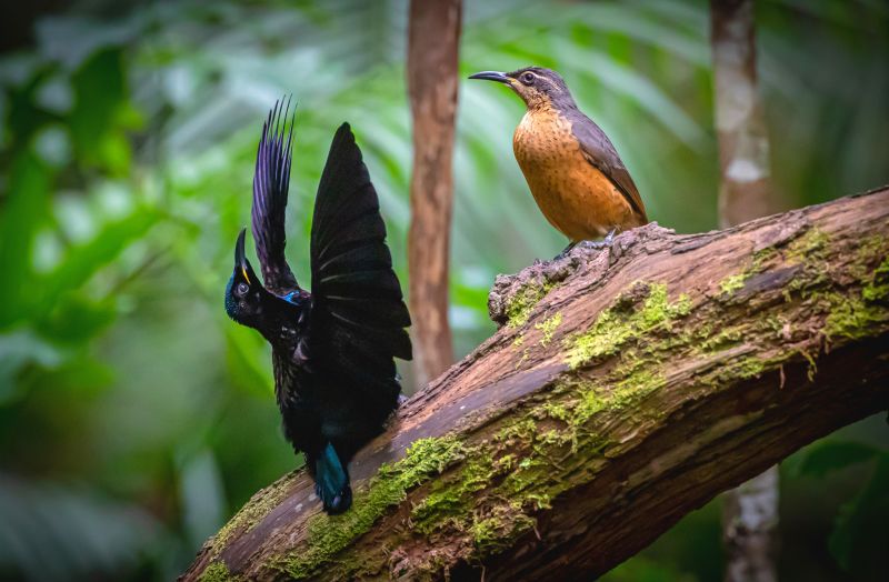 Two birds in a rainforest, the male performing a mating dance.