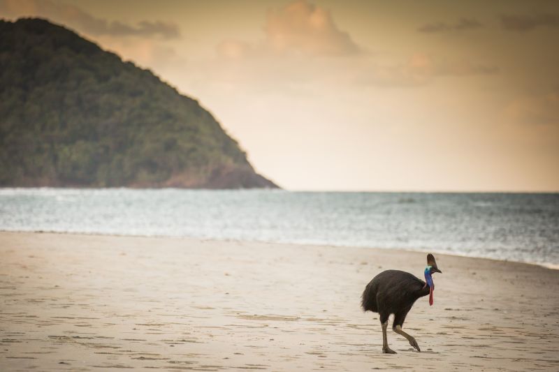 Cassowary walking on the beach with rainforest in the background.