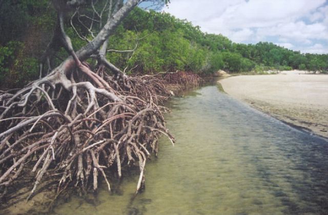 Mangrove trees with large roots on the edge of a sandy beach.
