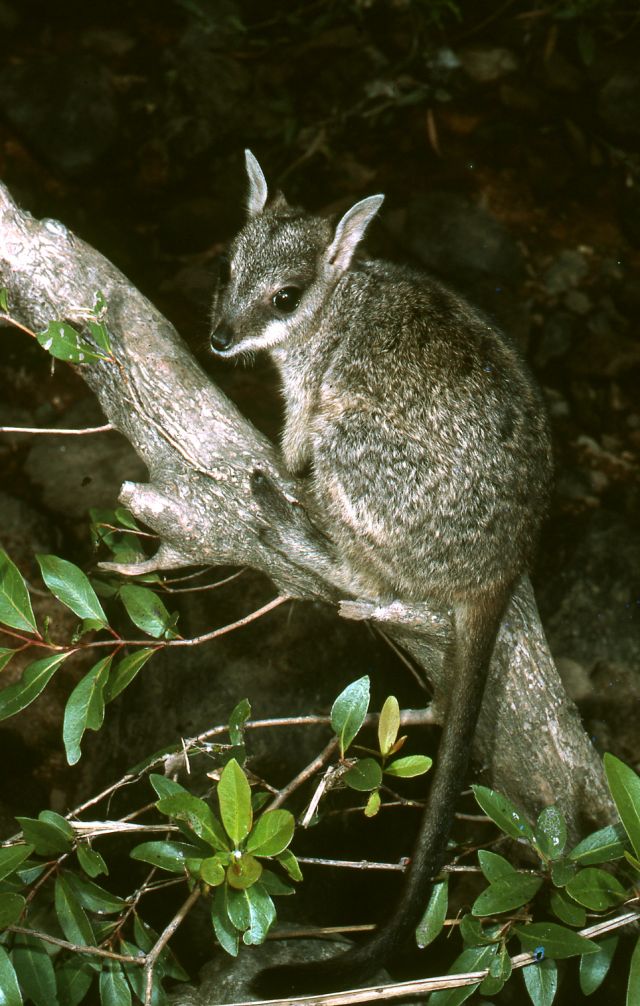 Wallaby on branch