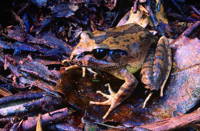 Brown frog on leaves