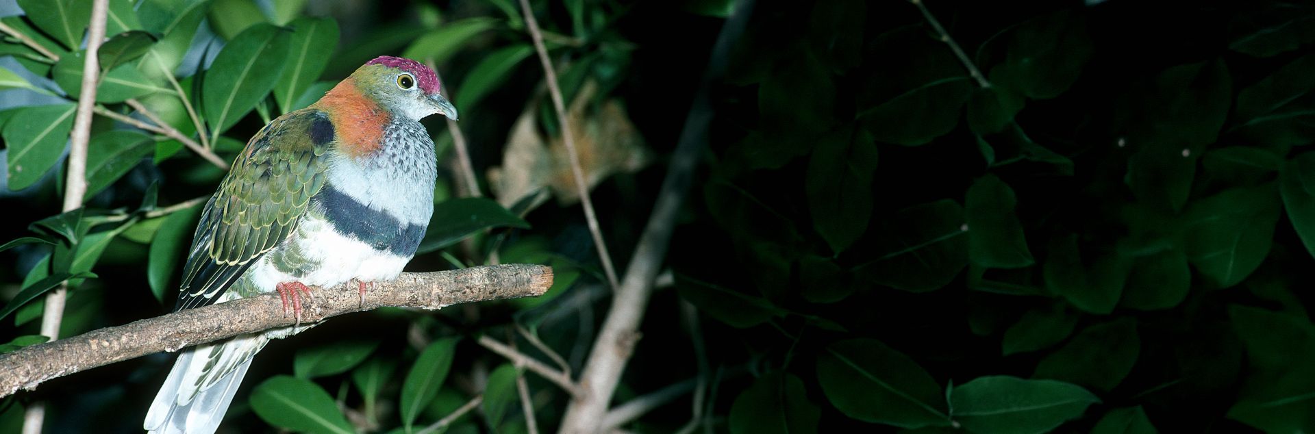 Colourful dove sitting in a tree at night in a rainforest.