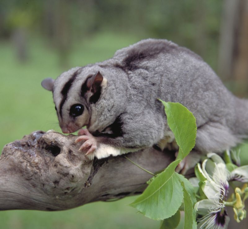 Small grey and striped black possum on a branch in a forest.