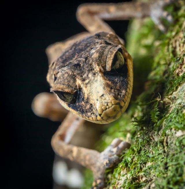 Lizard on a moss covered tree trunk.