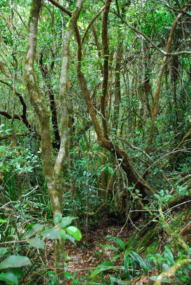 Thick scrub in a rainforest.