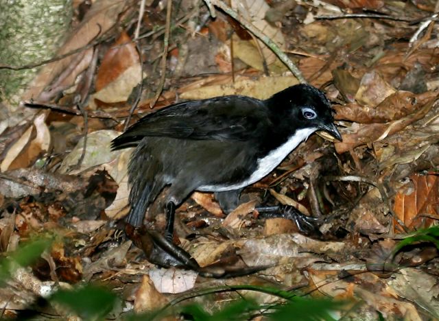 Small black bird on forest floor