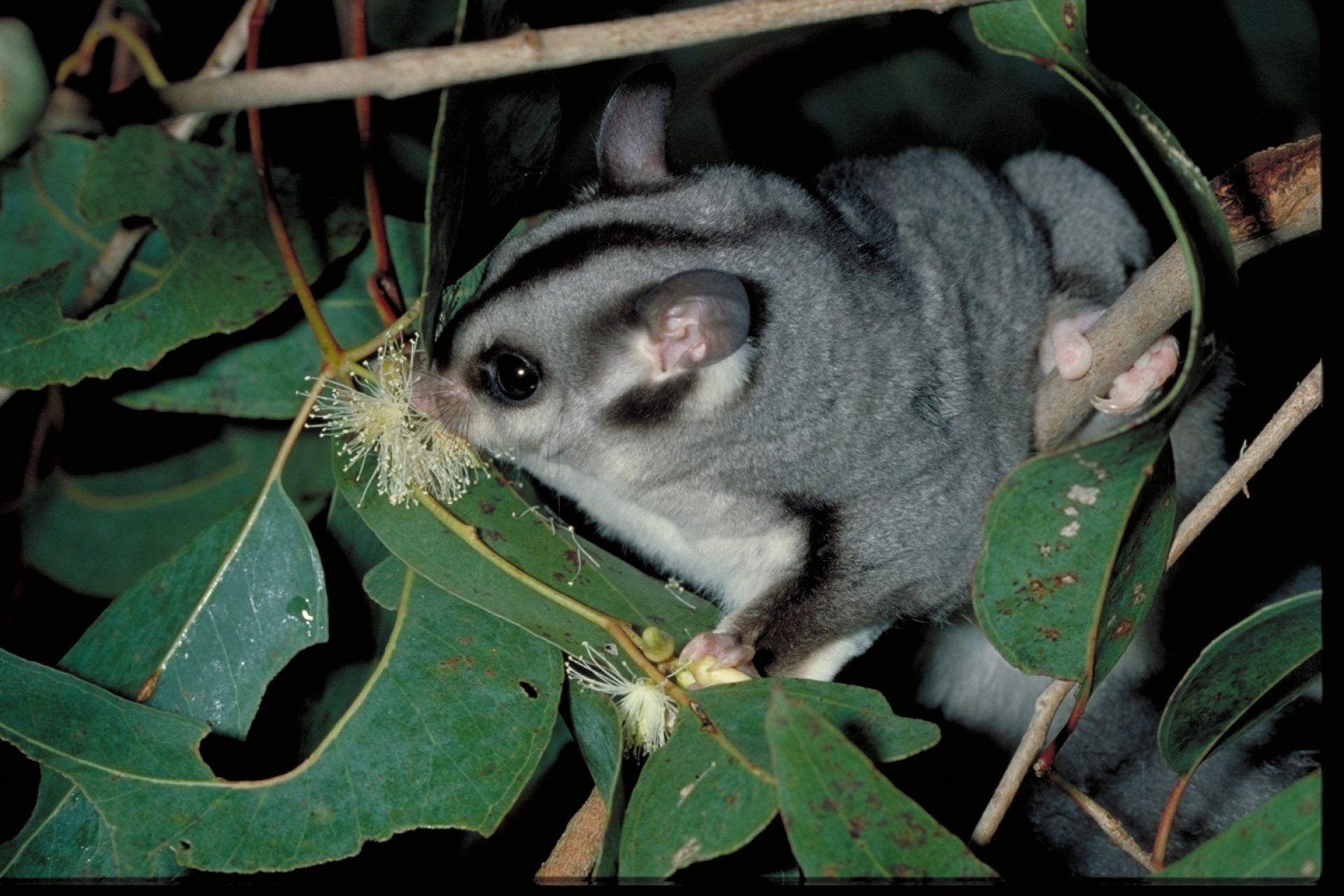 Small grey and black striped possum in a tree at night.