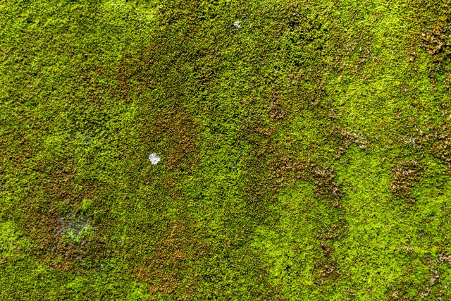 Close up of moss on a tree trunk