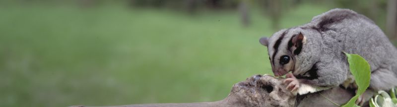 Small grey and striped black possum on a branch in a forest