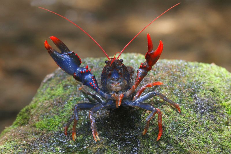 Blue crayfish with claws extended on a mossy rock.