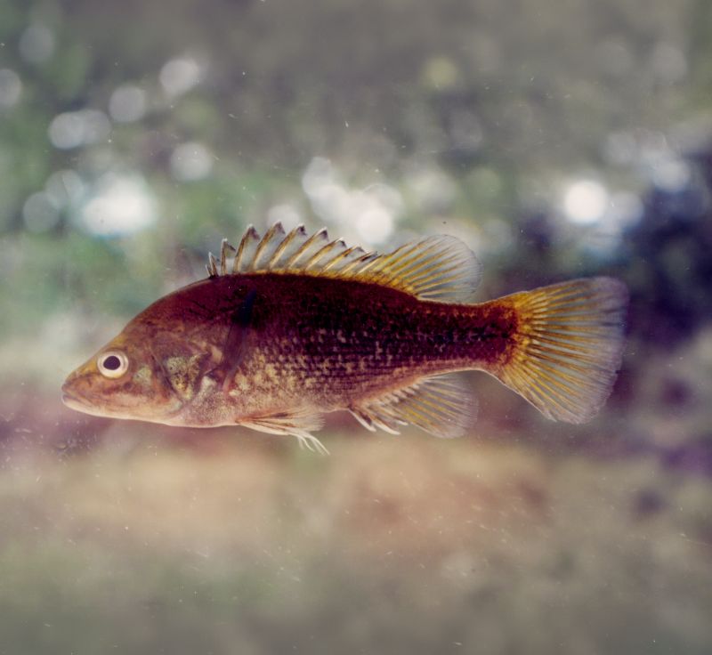 Small brown freshwater fish with spiky dorsal fins.