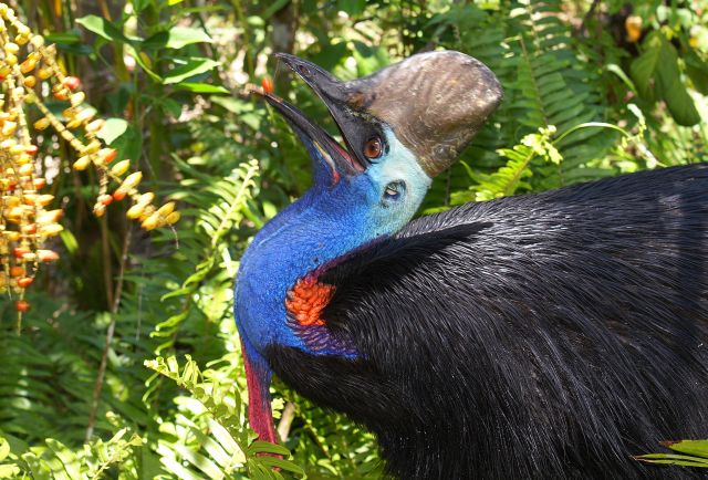 Adult cassowary in a rainforest eating a red seed.