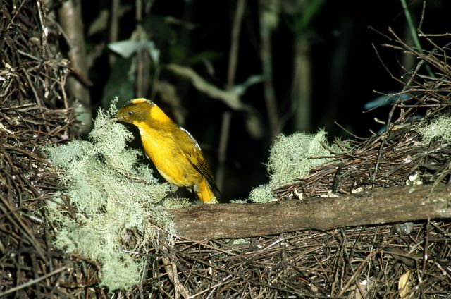 Small yellow bird building a nest with moss