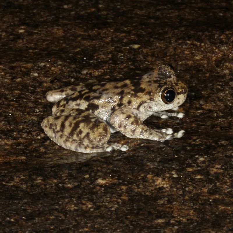 Brown striped frog sitting on a wet rock.
