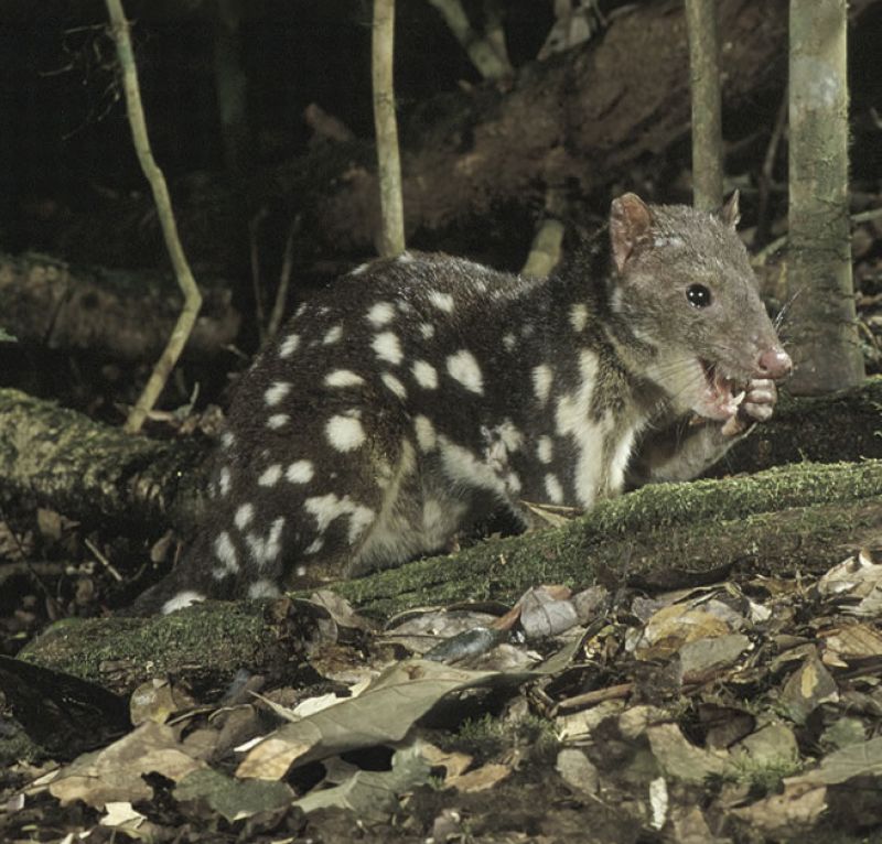 Small brown rat-like furry animal with white spots 