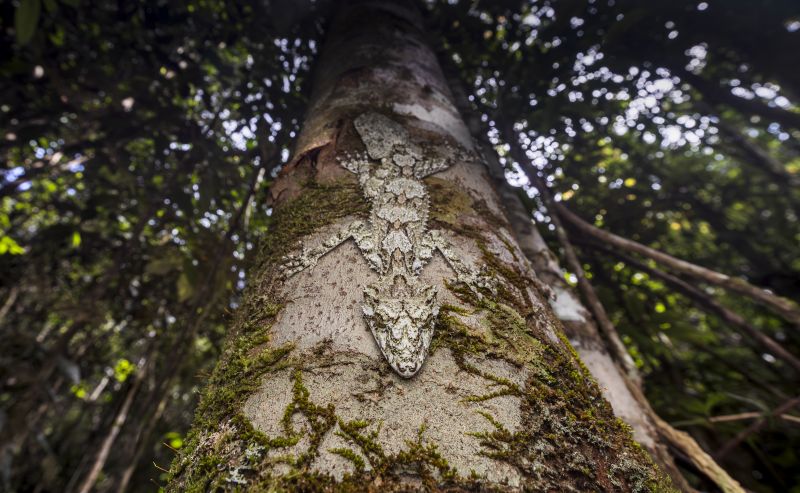 Lizard camouflaged as bark on the side of a tree trunk in a rainforest.