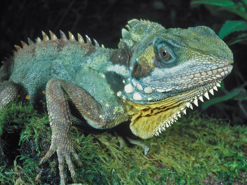 Green lizard on a mossy log in a rainforest at night.