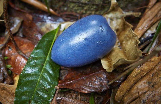 Large blue fruit on forest floor.