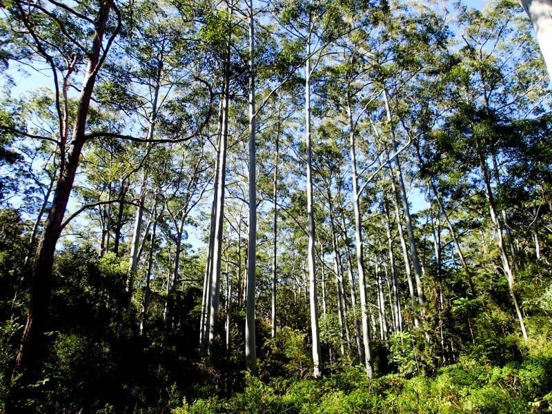 Wide shot of a towering rose gum forest on a clear day