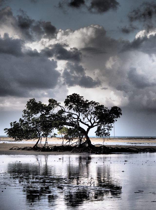 Beach mangroves silhouetted against the sky at dusk, their form reflected in a tidal pool