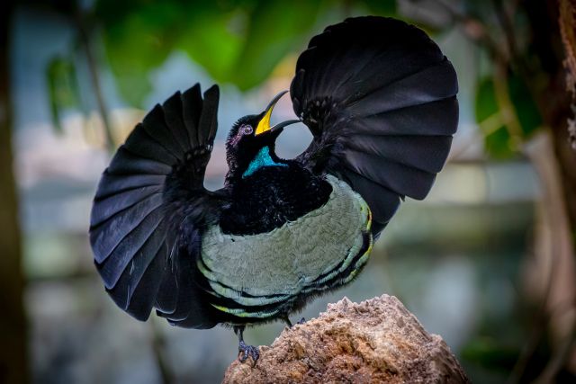 A colourful bird with wings extended in a rainforest, the male performing a mating dance.