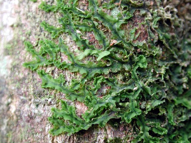 Close up of a hornwort growing on a tree trunk.