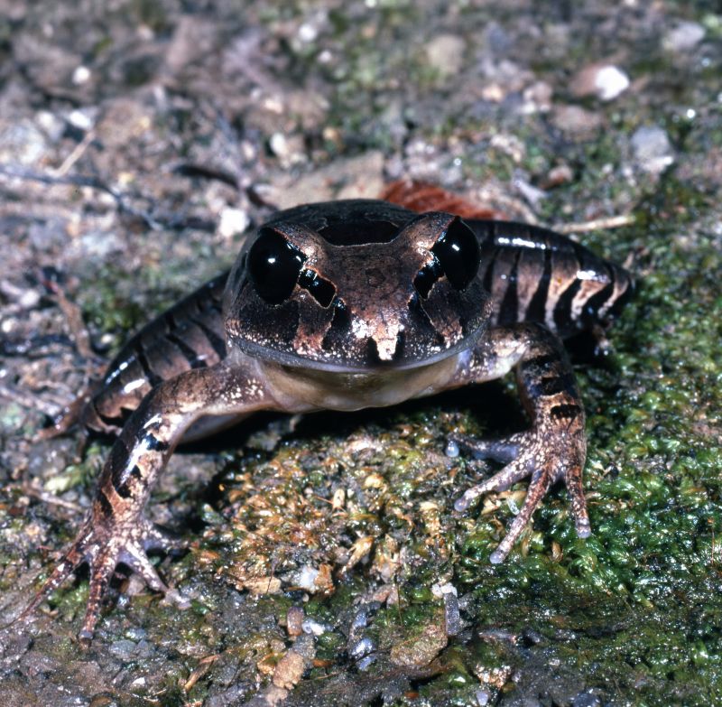 Small grey and brown frog on a mossy rock.