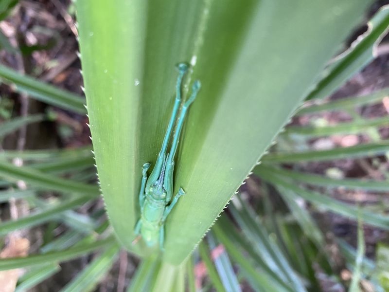 Green stick insect on a leaf in a rainforest.