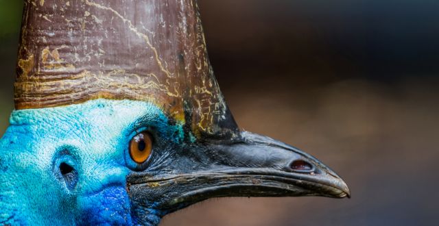 Close up of a cassowary head side on.