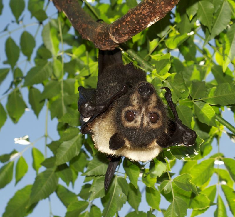 Bat hanging in a tree