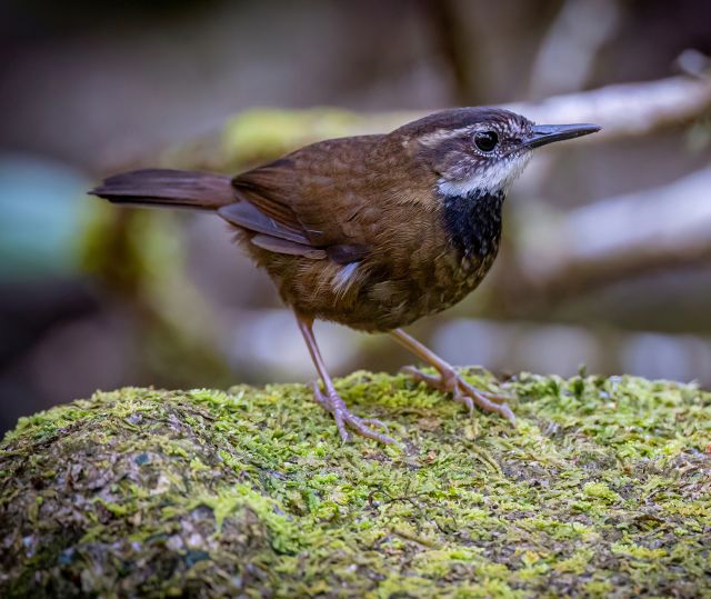 Small brown finch sitting on a mossy rock.