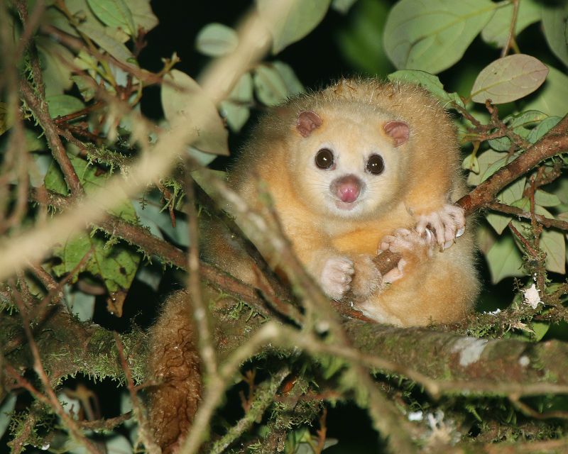 White possum sitting a tree canopy at night.