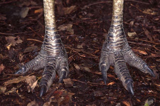 Close up of cassowary feet