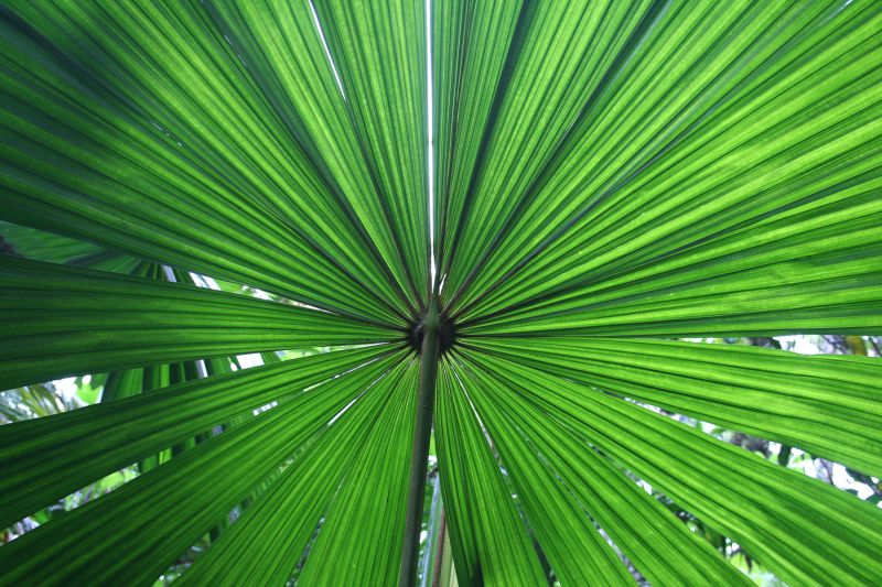 Under view of large circular palm frond.