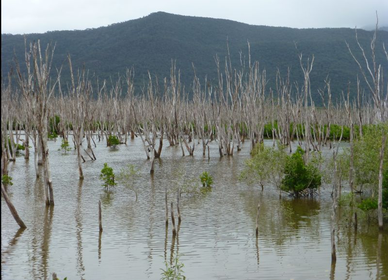Flooded woodland