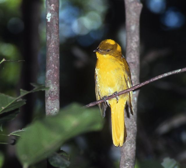 Small yellow bird sitting on a branch in a forest.