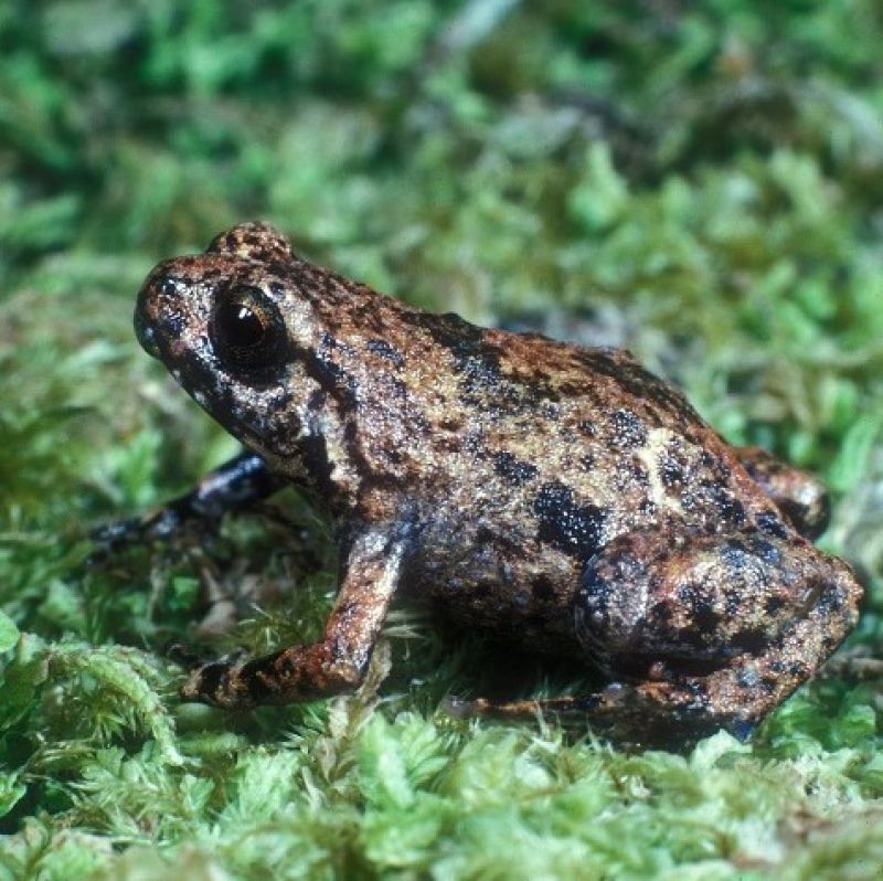 Brown and black frog on green moss