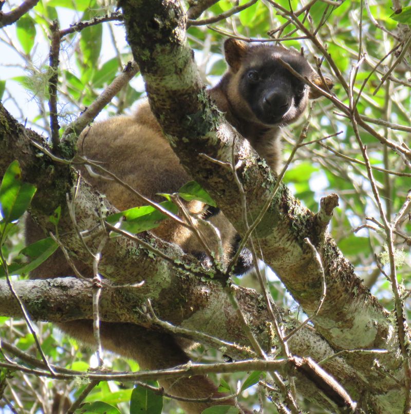Brown furry mammal up in tree branches