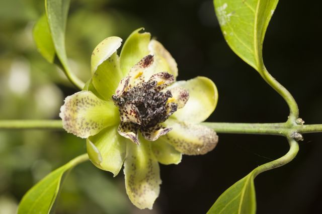 Yellow and green flower.