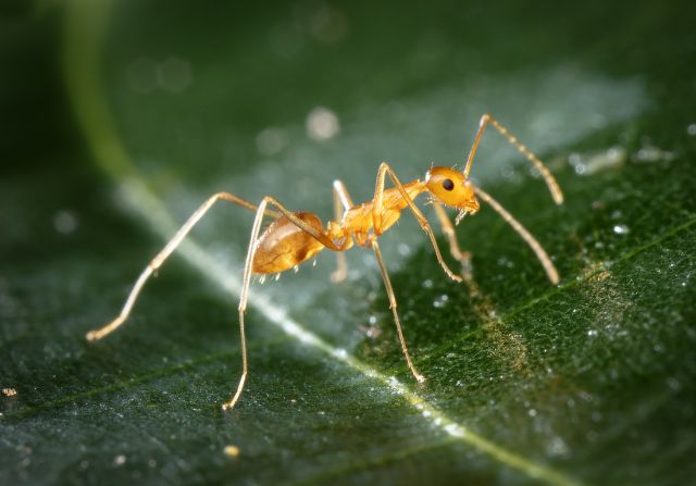Yellow ant with long legs