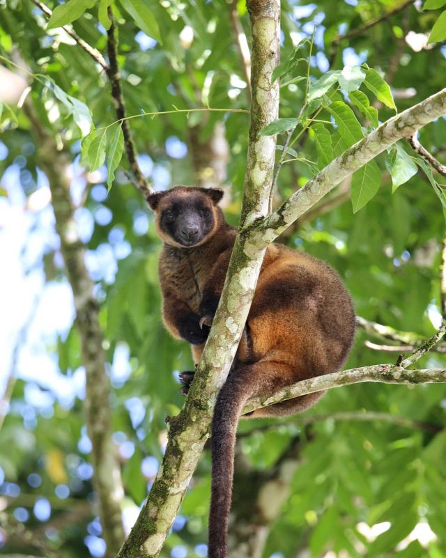 Tree kangaroo in a tree canopy in a forest.