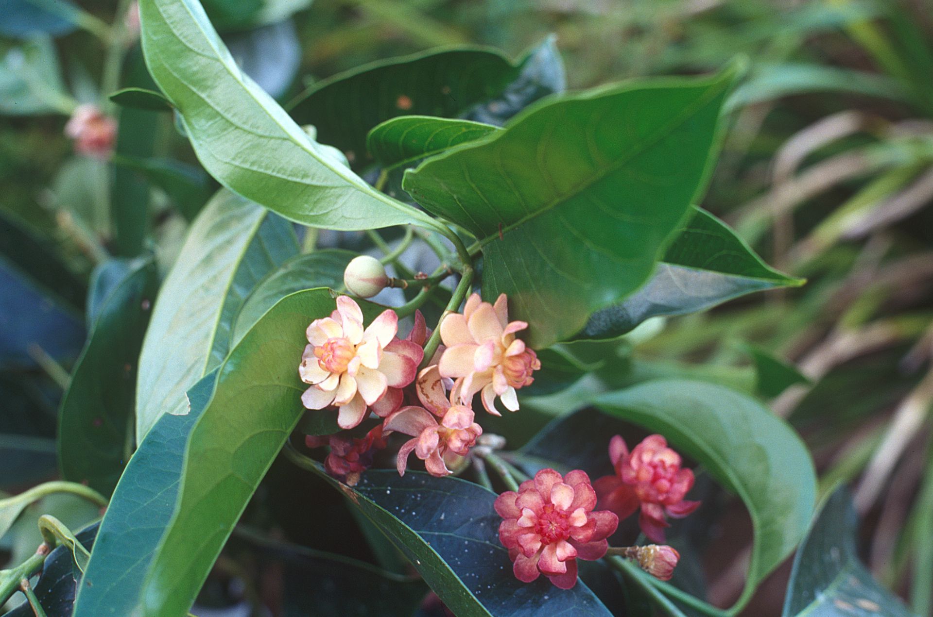 Flowering branch of tree in a rainforest.